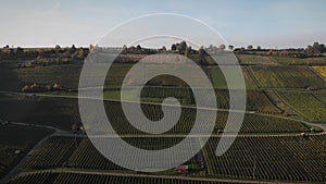 Rows of green vineyards on hills, aerial view. Vineyard plantations in autumn