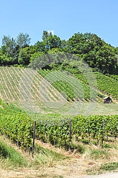 Rows of green vineyards on the slope close to Neuchatel Lake in Switzerland. Photographed on a sunny summer day. Swiss wine region