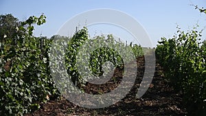 Rows of green vineyards in the summer season