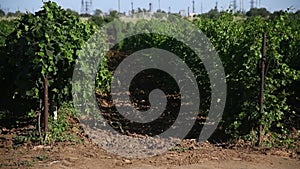 Rows of green vineyards in the summer season