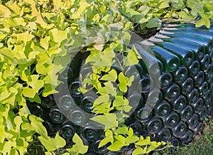 Rows of green wine bottles outdoors.