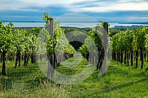 Rows of green wine grapes with lake view