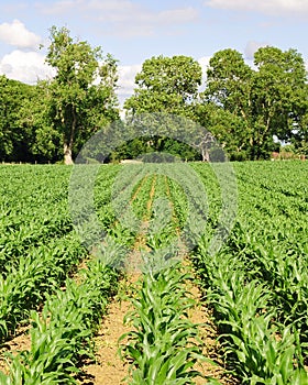 Rows of Growing Agricultural Crops