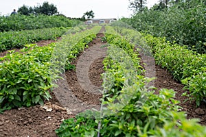 Rows of growing plants at the farm