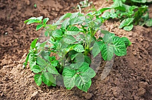 Rows of growth green potato plant