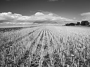 Rows of harvested crops in a field leading towards the distant horizon (monochrome shot
