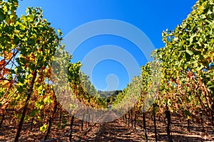 Rows of harvested grape vines in the sun
