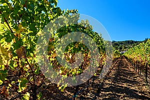 Rows of harvested grape vines in the sun