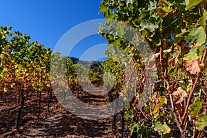 Rows of harvested grape vines in the sun