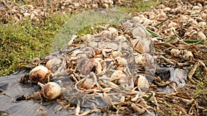 Rows of harvested onion drying on farm land at sunny spring day