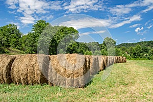 Rows of Hay Bales