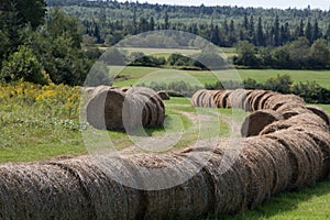 Rows of hay bales with treed landscape in background.