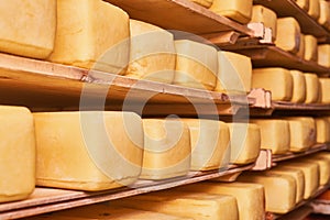 Rows of heads of cheese in maturing storehouse