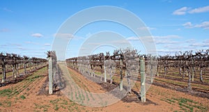 Rows of Hedged Chardonnay Vines Against Blue Sky.