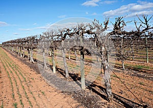 Row of Hedged Chardonnay Vines. photo