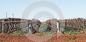 Rows of Hedged Chardonnay Vines, Mildura, Australia.