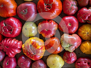 Rows of Heirloom Tomatoes