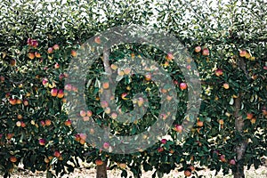 Rows of idared apples growing at apple orchard. Espalier apples growing in apple orchard