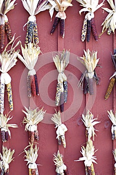 Rows of Indian Corn