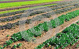 Rows of komatsuna growing on farm land