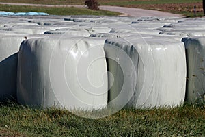 Rows of large hay bales wrapped in white nylon protection for preservation and storage left at local field on uncut grass