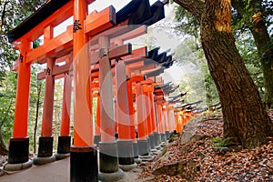 Rows of large red torii at the Fushimi Inari shrine