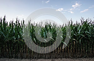 Rows of Late Summer Corn