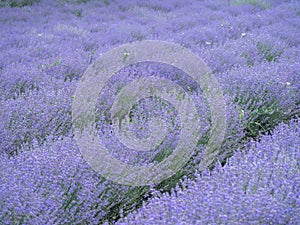 Rows of lavender