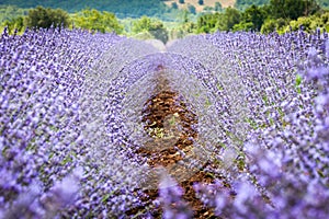 Rows in lavender field, Provence, France