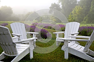 Rows of lavender in a field with white adirondack chairs in the foreground