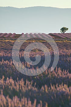 Rows Of Lavender Flowers