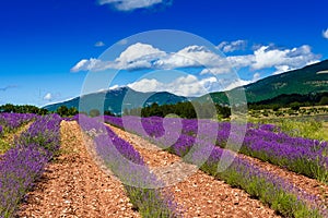 Rows of lavender in front of mountains