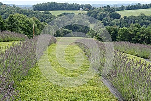 Rows of Lavender Growing on a Mountain Farm