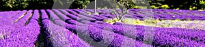 rows of lavender (Lavandula angustifolia) near Valensole