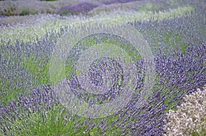 Rows of lavender in a lavender farm