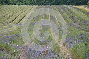Rows of lavender in lavender field.