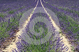 Rows of lavender on a plantation in Provence. Vaucluse, France