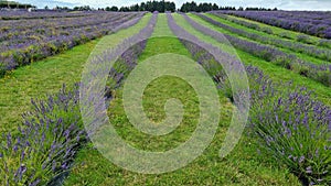 Rows of lavender plants in a field