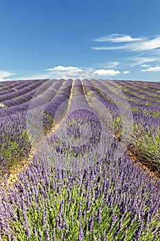 Rows lavender in portrait mode