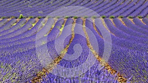 Rows of lavender, Provence