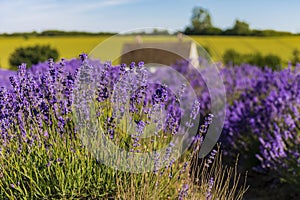 Rows of lavender ripen under the summer sun