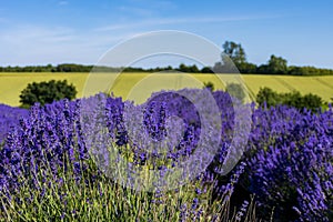 Rows of lavender ripen under the summer sun