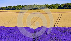 Rows of lavender ripen under the summer sun