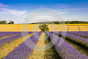 Rows of lavender ripen under the summer sun