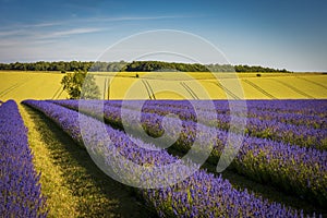 Rows of lavender ripen under the summer sun