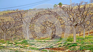 Fig trees in winter
