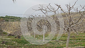 Fig trees in winter
