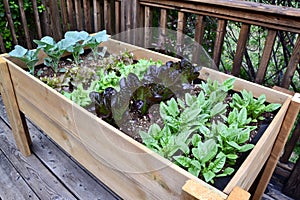 Rows of leafy vegtable growing in elevated wooden planter