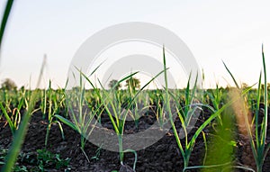 Rows of leek onions in a farm field. Fresh green top leaves. Agroindustry. Farming, agriculture landscape. Growing vegetables