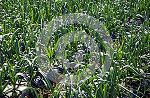 Rows of leek plants growing in black plastic